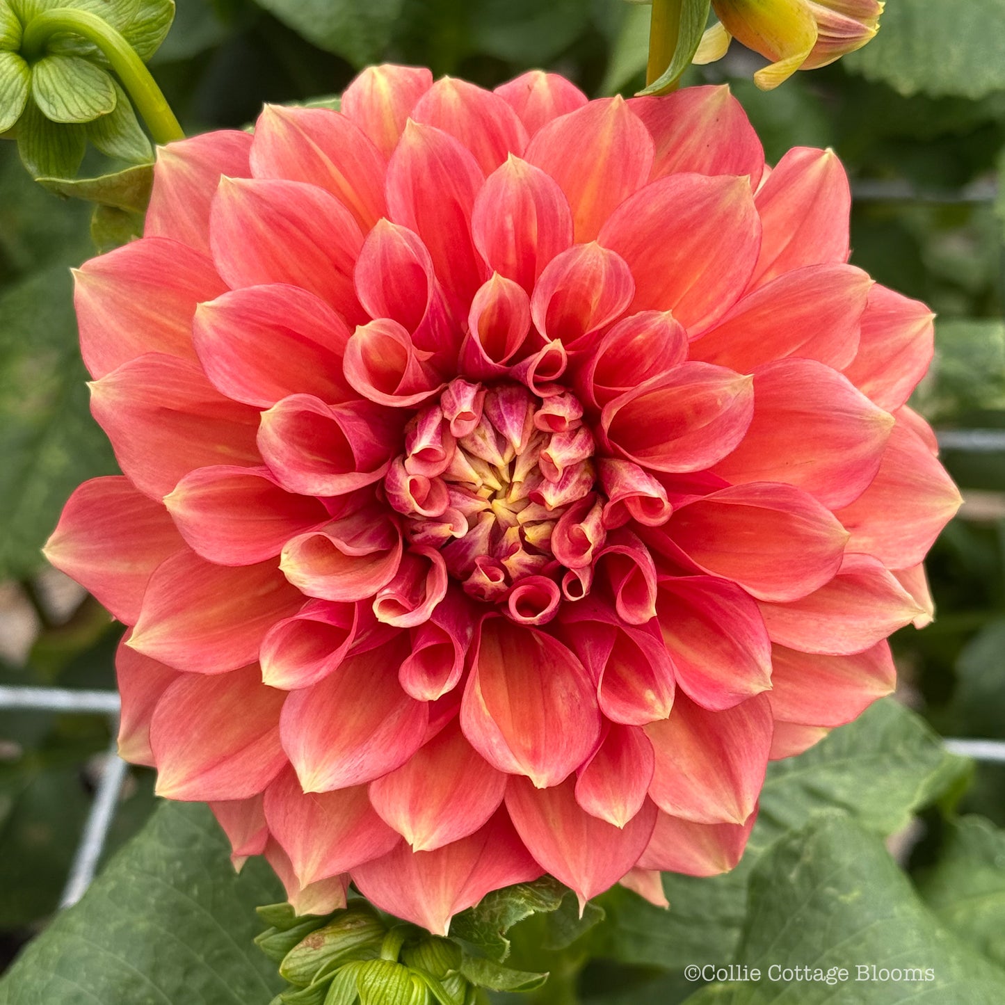 Everbloom Rockmelon