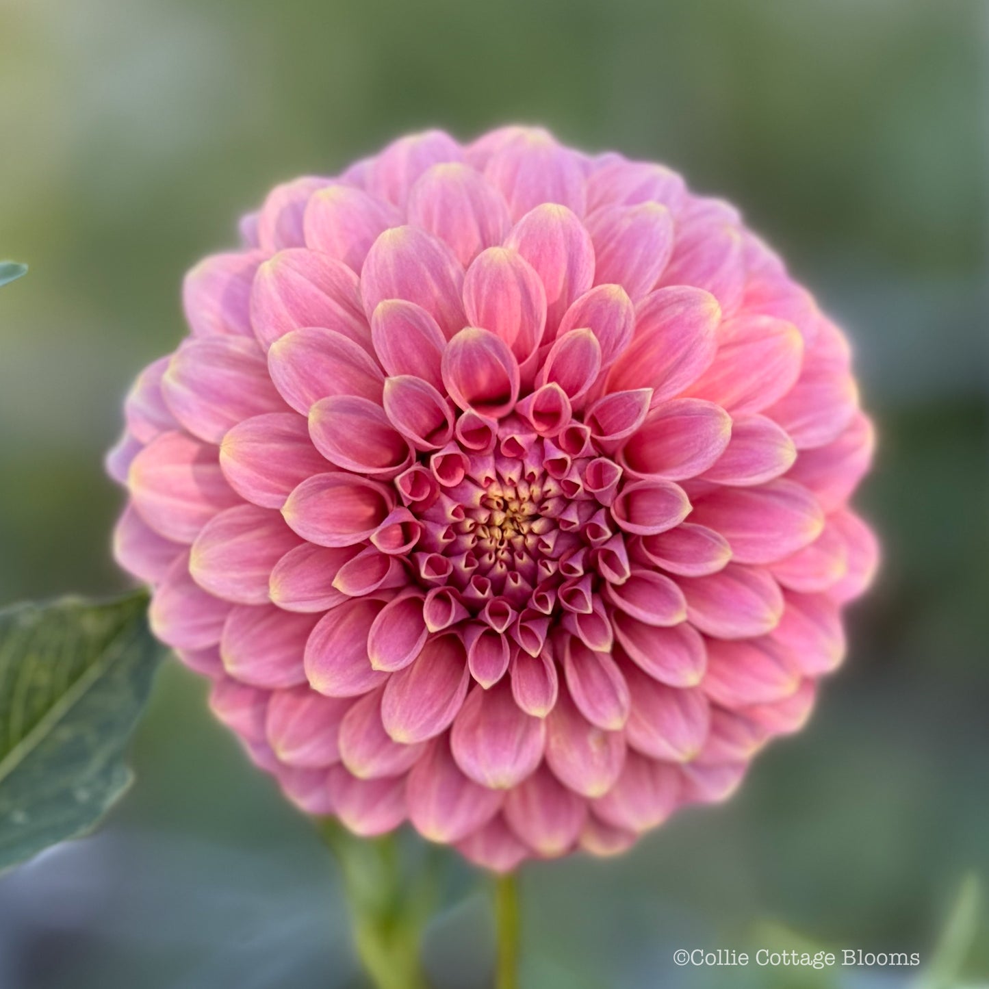 Florelie Oracle