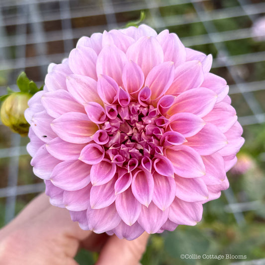 Araluen  Leatrice