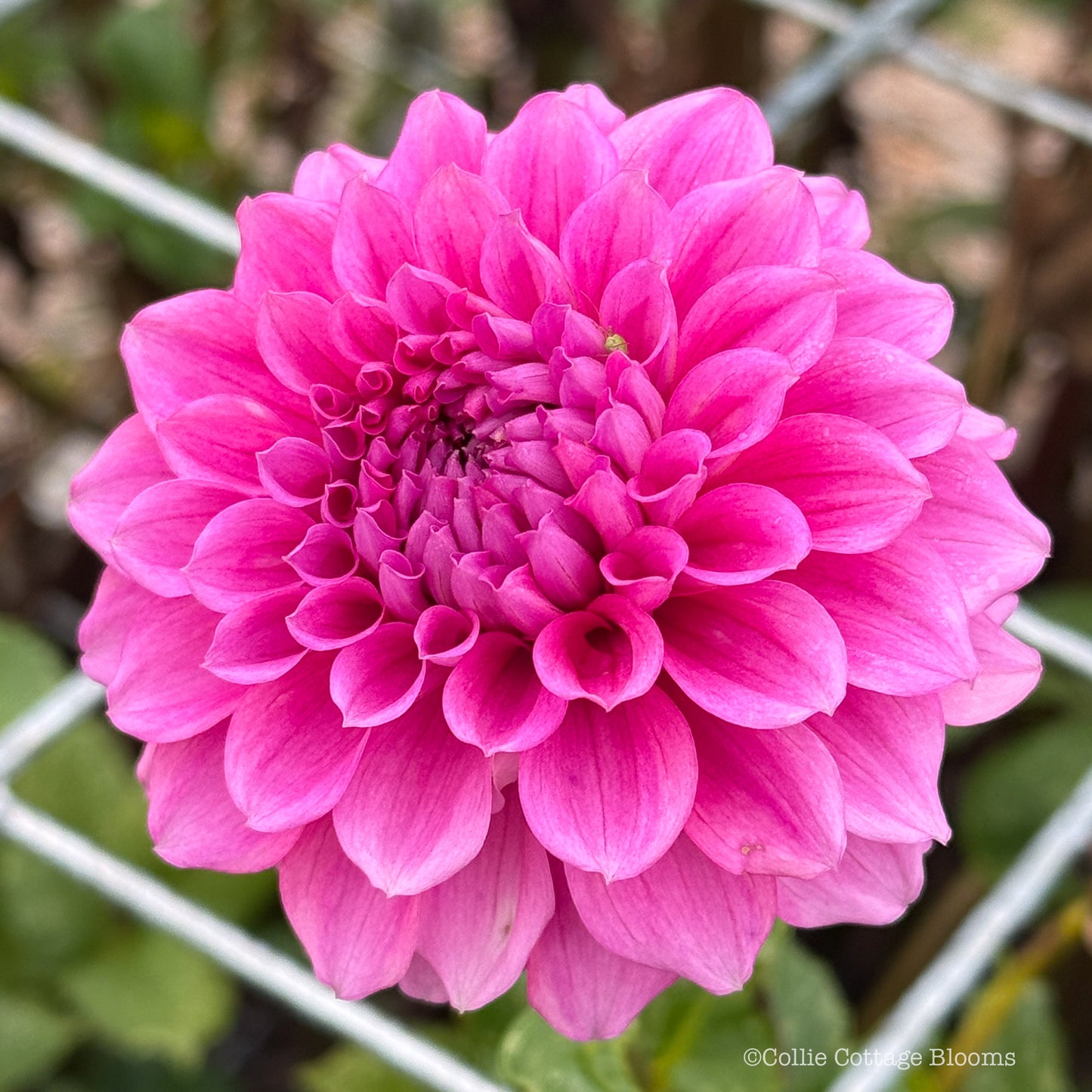 Bracken Rose