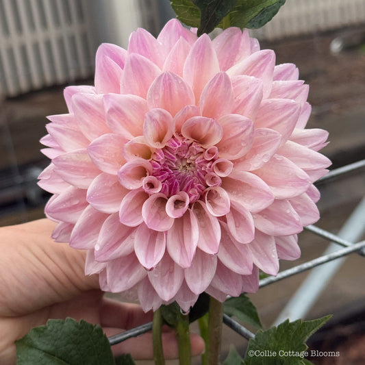 Florelie Antique