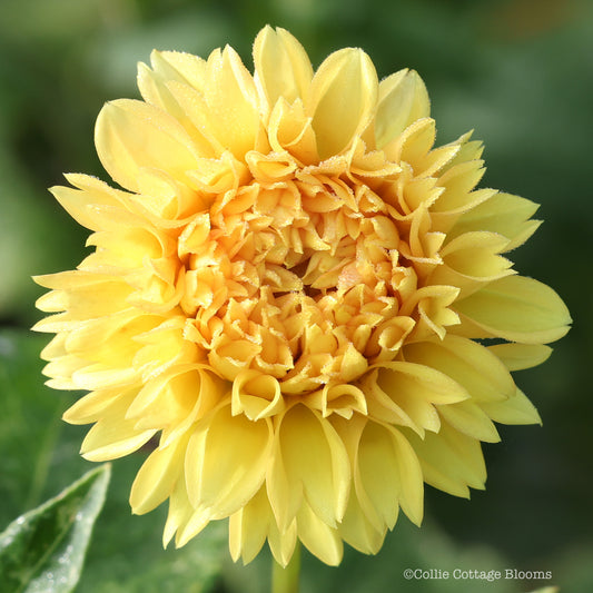 Florelie Dandelion
