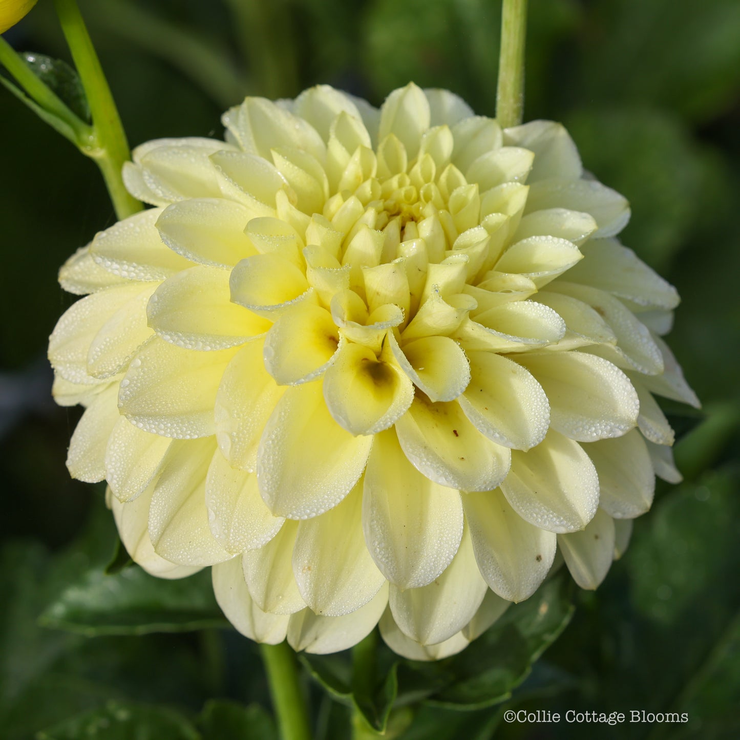 Florelie Limonata