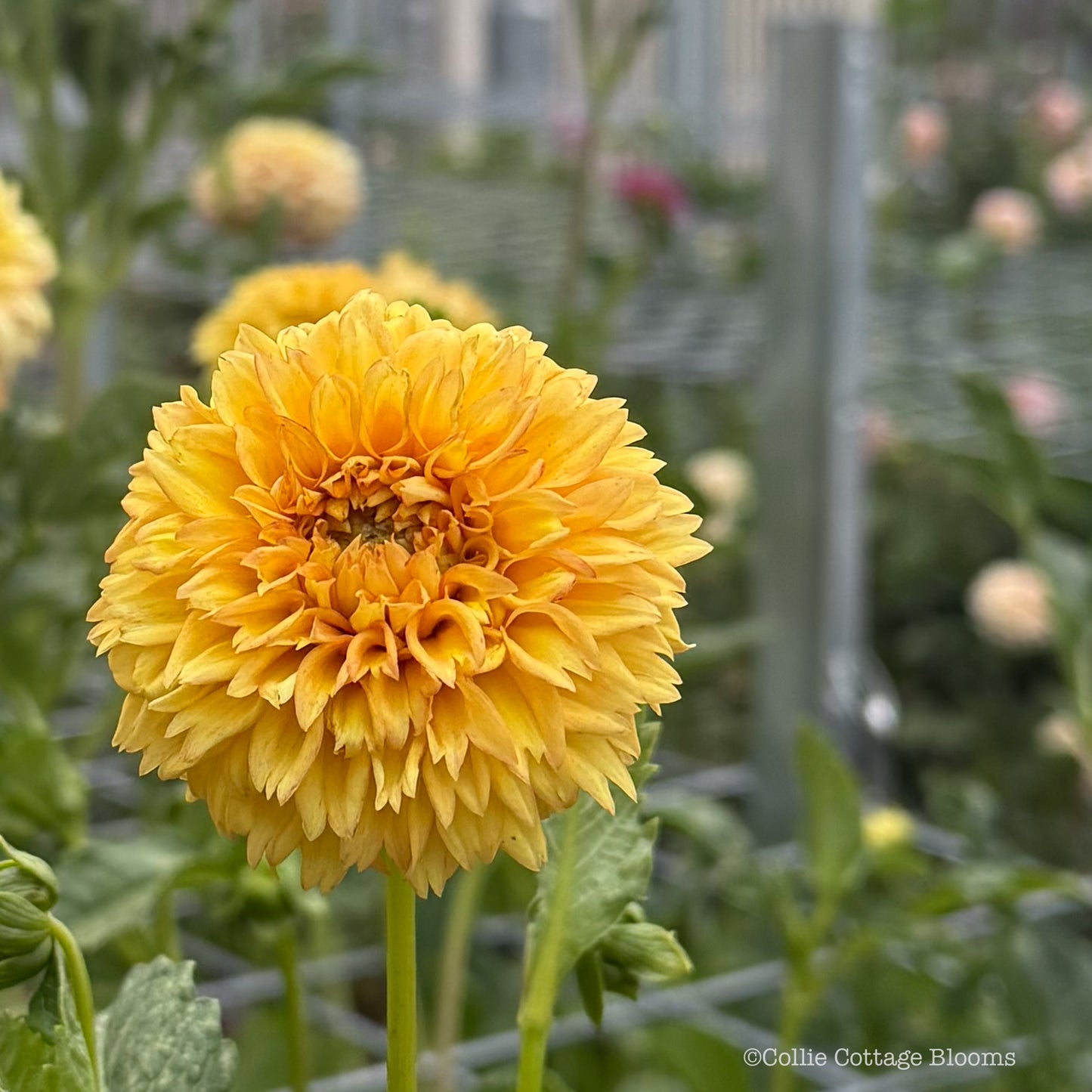 Florelie Dandelion