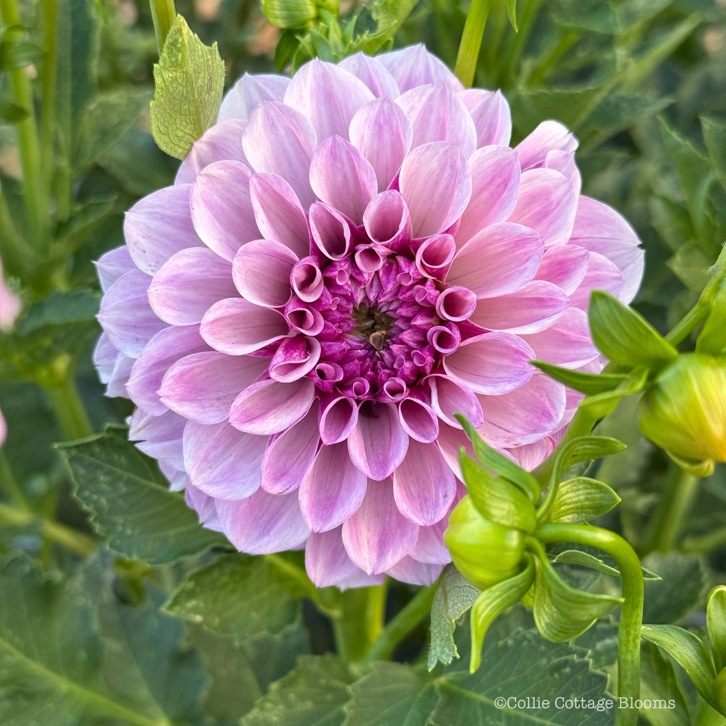 Jeff Bloom