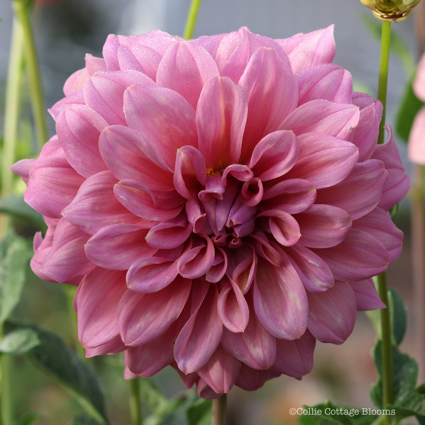 Lileah Caramel Rose