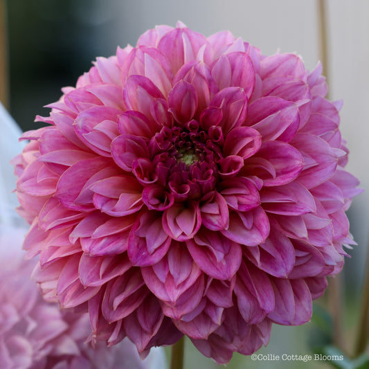 Lileah Pink Petticoats