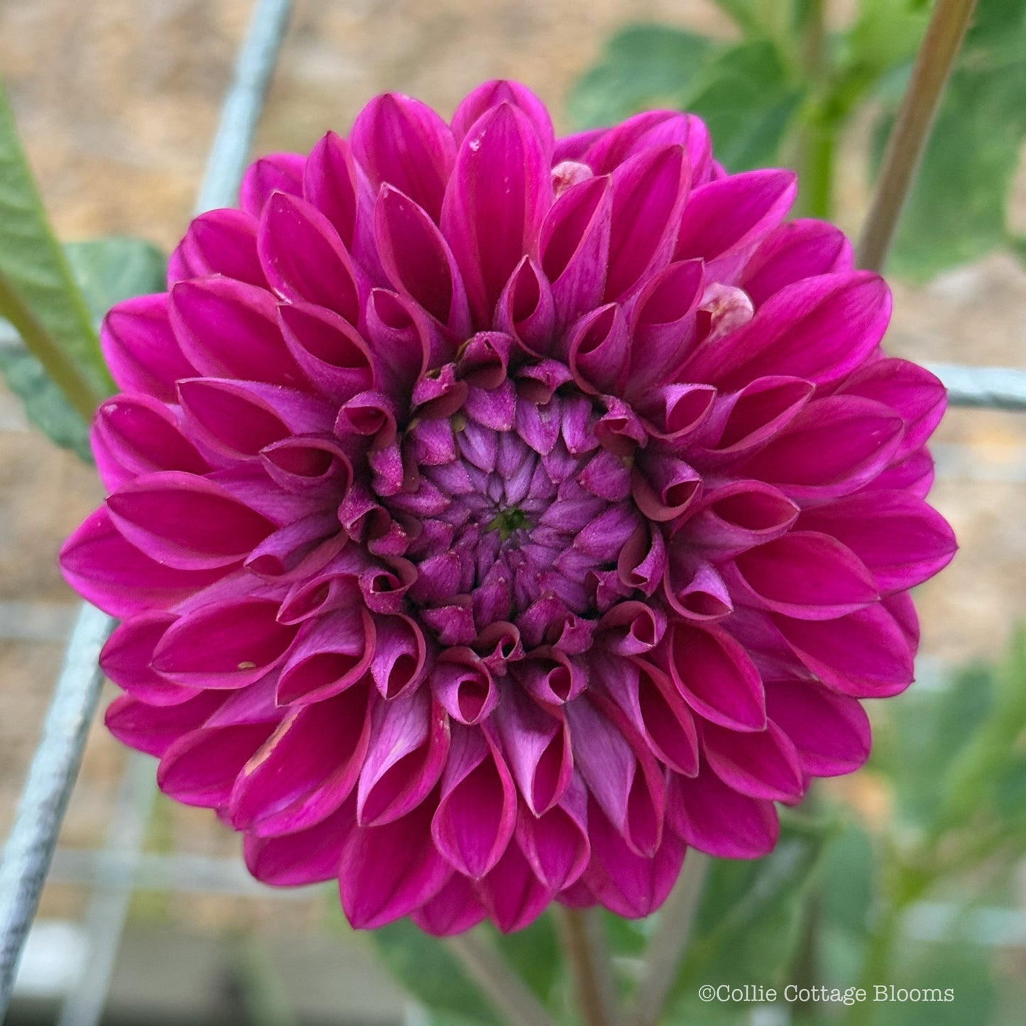 Ryecroft Violet