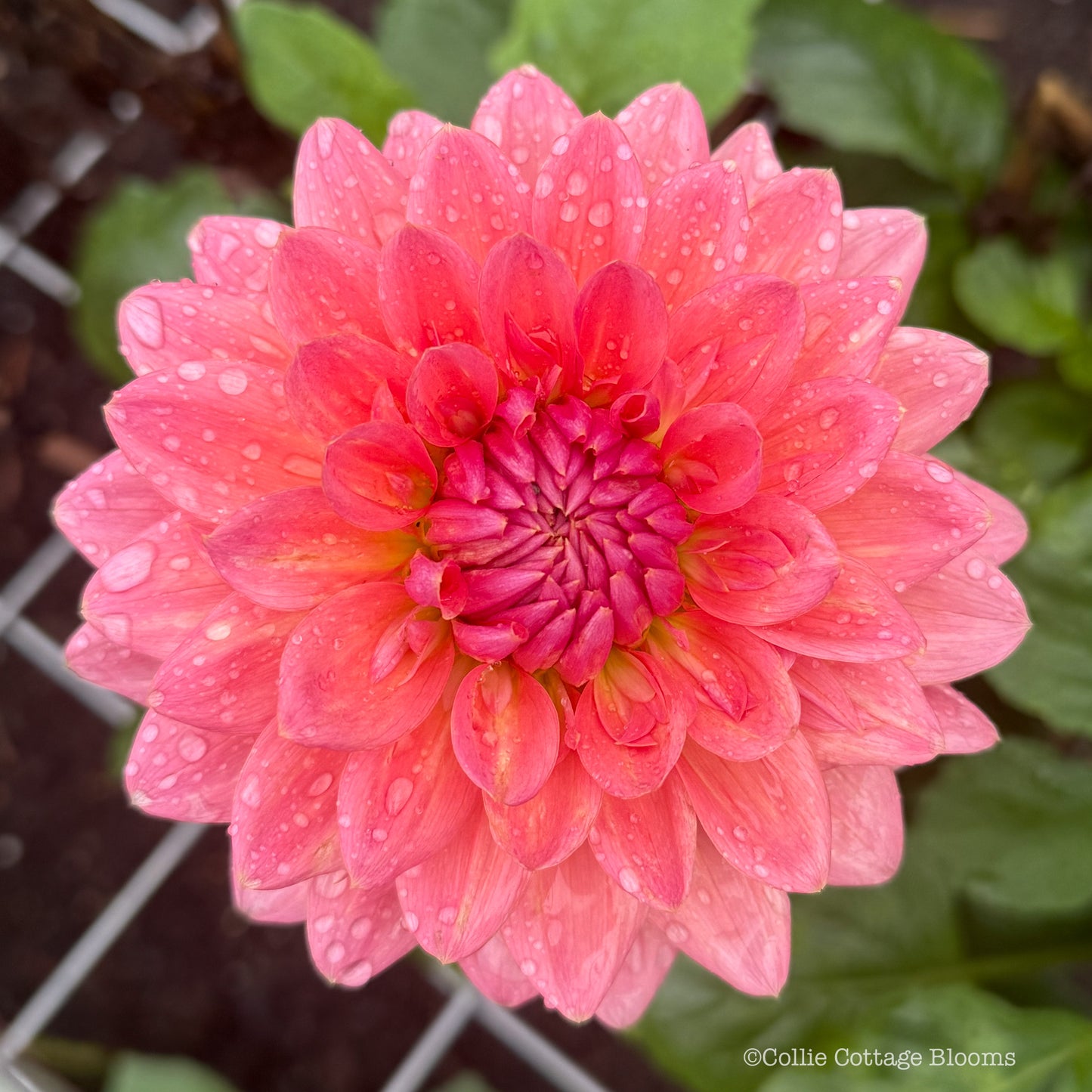 WV's Victorian Blush